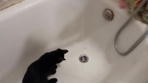 Kitten playing with water