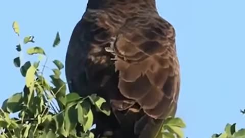 Fork-Tailed Drong casually landing on Brown Snake Eagle's Head