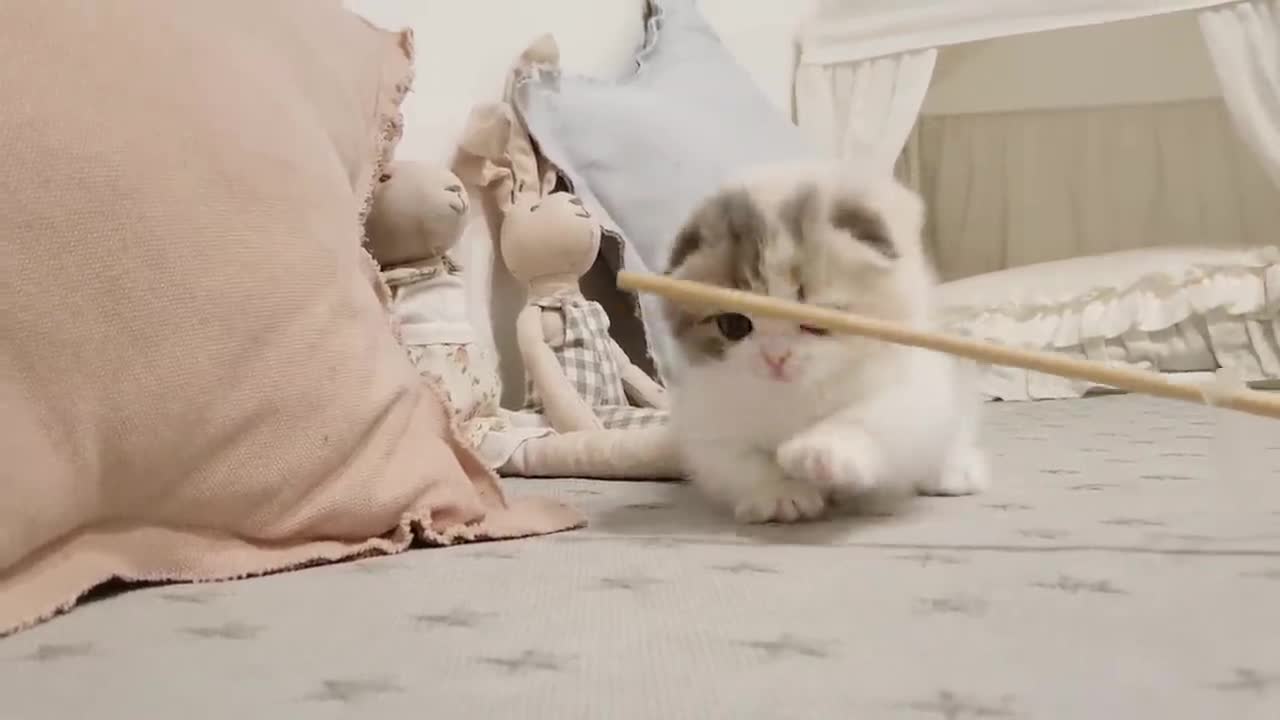 Cute kitten video