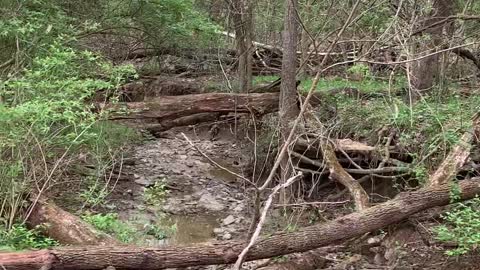 Jurassic Clearing job for new Pond