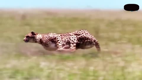 Baboon saves impala from a cheetah!