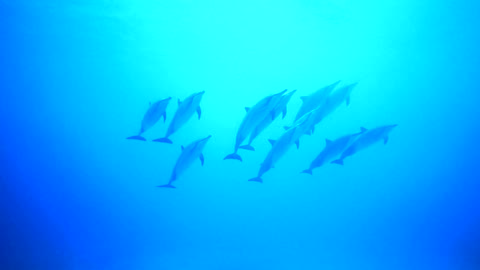 Scuba diver swims next to the cute dolphins