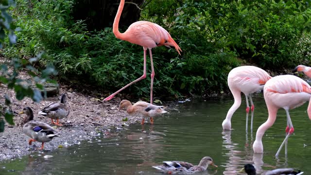 Wonderful colourful flamingo bird in a beautiful lake