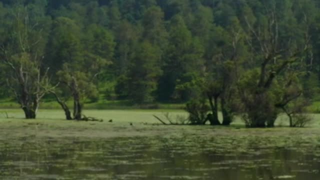 Touring a lake in the middle of a large pine forest