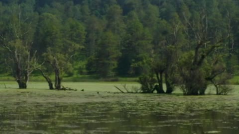 Touring a lake in the middle of a large pine forest