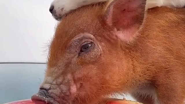 dog and pigs to be smart and cute