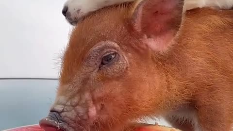 dog and pigs to be smart and cute