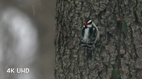 Colorful Birds in 4K - Planet Earth 4K Sounds Nature