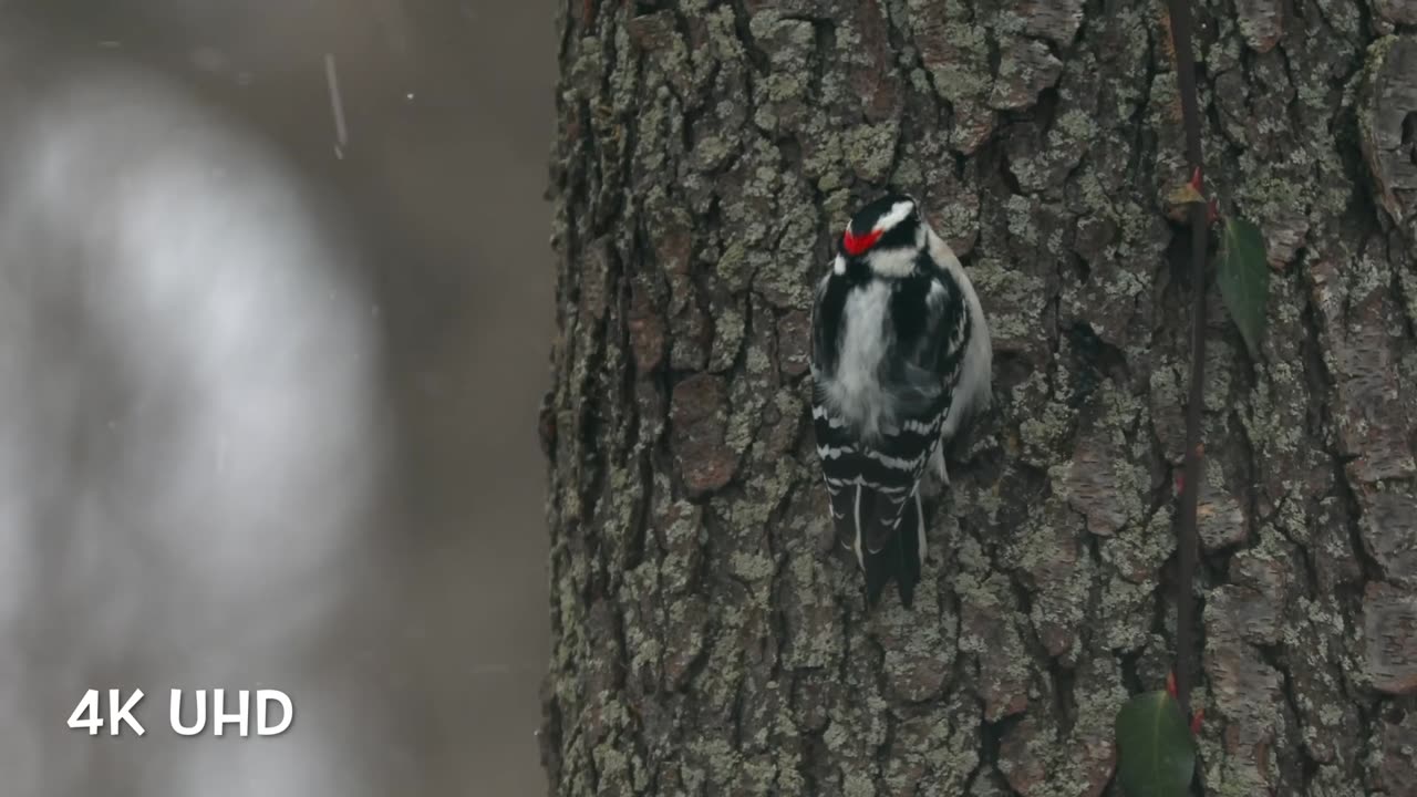 Colorful Birds in 4K - Planet Earth 4K Sounds Nature