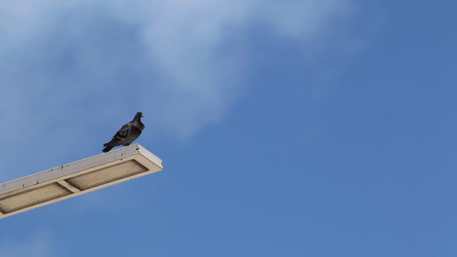 A pigeon perched on top of a light post1