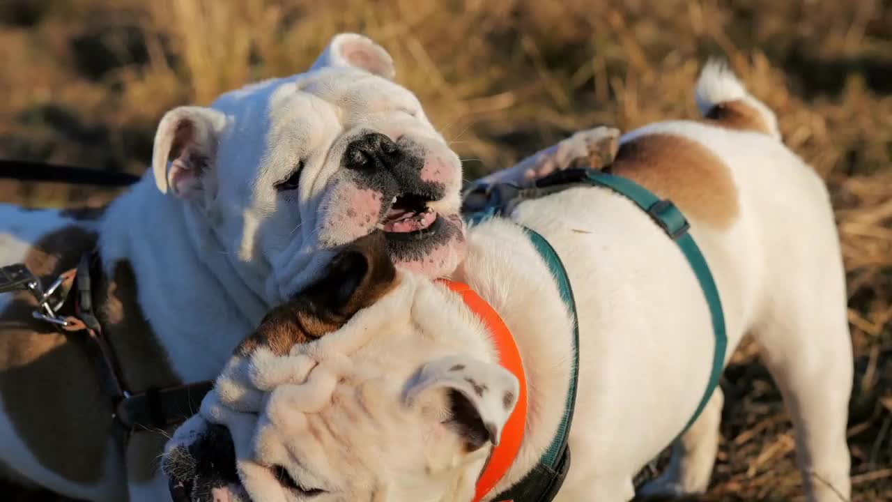 Two cute english bulldogs playing outside at sunny autumn day