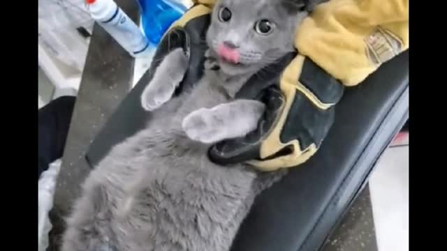 A cat undergoing an ultrasound at an animal hospital.