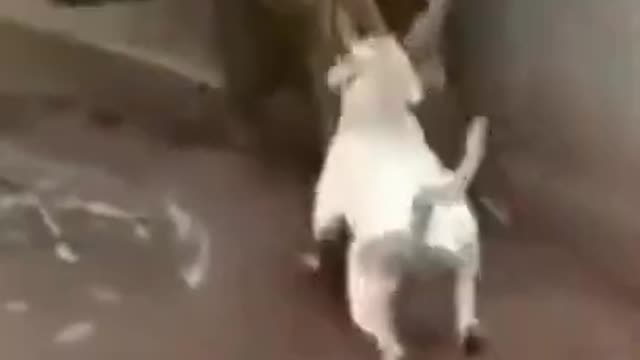 Dog vs tiger fight