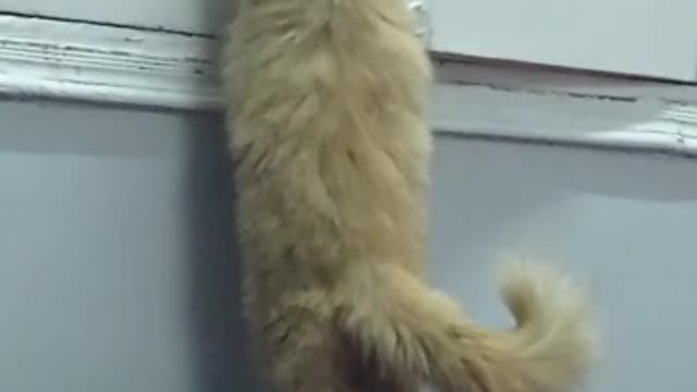 My Golden Persian Cat Trying To Escape From The Room