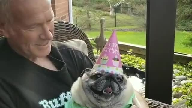 Ultimate Baby Dogs - Cute and Funny Dog Videos
