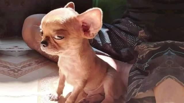 Compilation Funny Angry Dogs