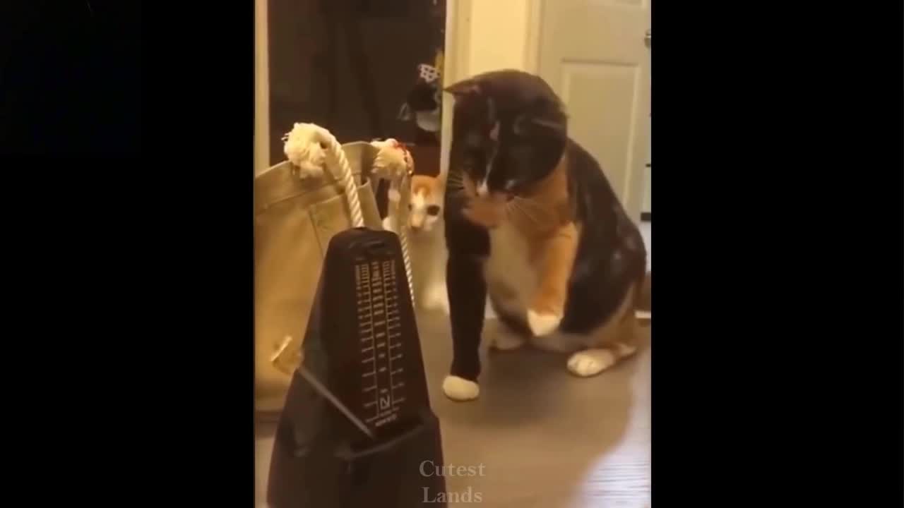 Funny Animals-2 funny Cats, try not to lough