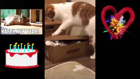 Cat trying to close the box with another cat inside