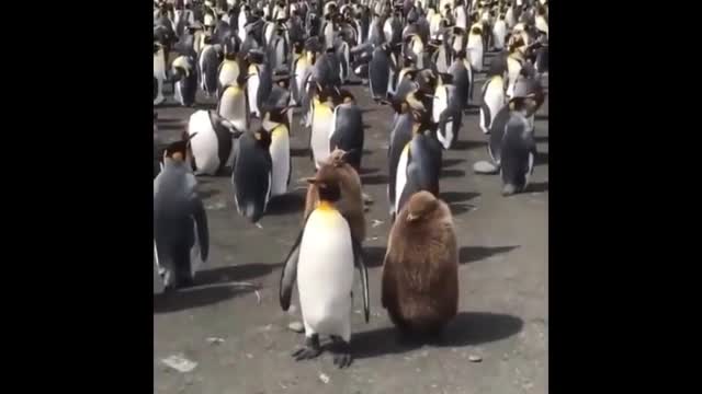 penguin family