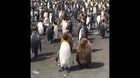 penguin family