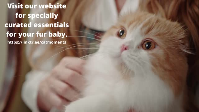 Curated Essentials for Your Sweet Kitty