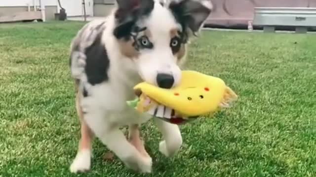 Funny dog videos