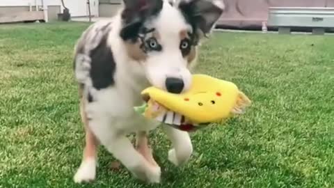 Funny dog videos