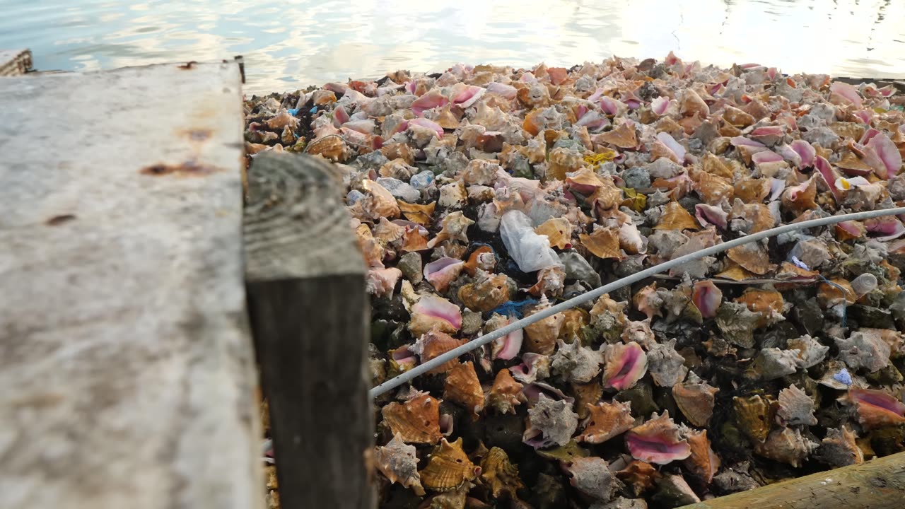 Bizarre Bahamas!! More Unseen EXTREME Seafood!!