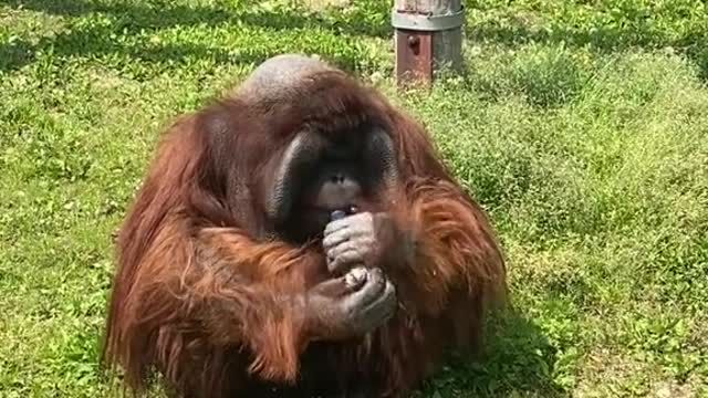 orangutans