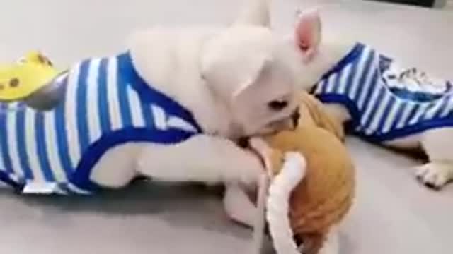 Ultimate Baby Dogs - Cute and Funny Dog Videos Compilation.