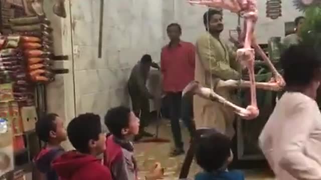 Camel bones moving very funny for children