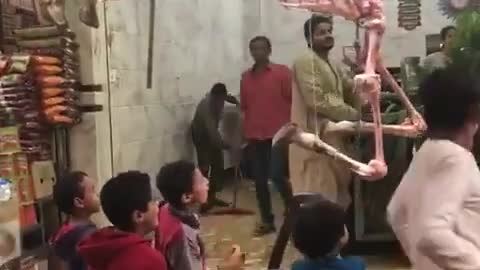 Camel bones moving very funny for children