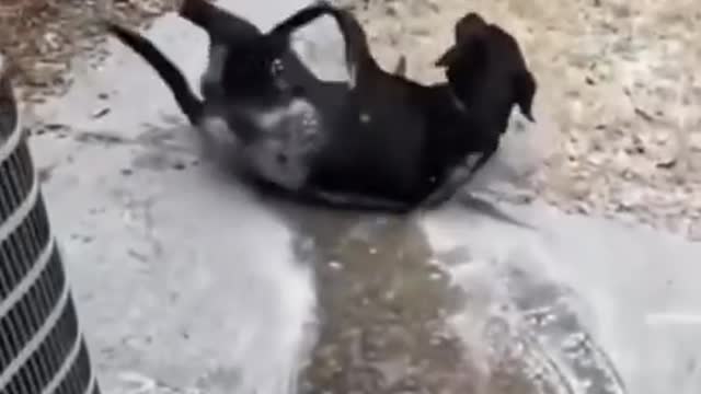 Cute animals doing cute things
