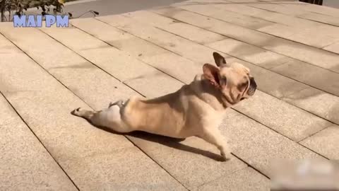🤣Funny Dog Videos 2021🤣 🐶 It's time to LAUGH with Dog's life