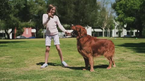 Girl Playing With Labrador