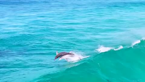 🌊Tag a friend you would love to experience these Rainbow surfers with 🌈⁠🐬🏄⁣