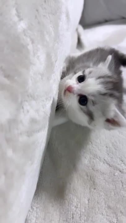 cute cat shorts❤#cat #shorts #cutecat