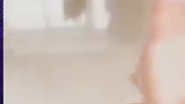 Funny Cats And Dogs | Funny Pets | Short 😘🐺🐽