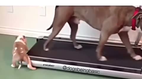 Funny dog