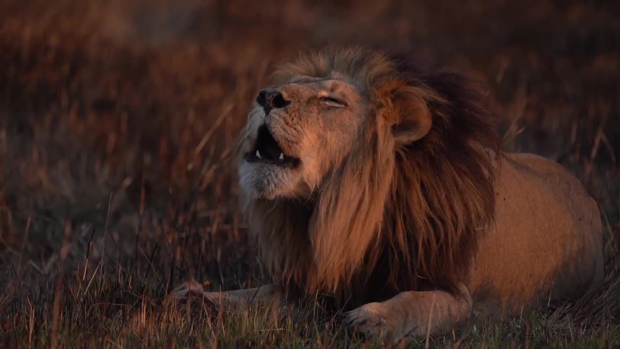 Roaring Lion 'Scarface' - Busanga Plains - Kafue National Park