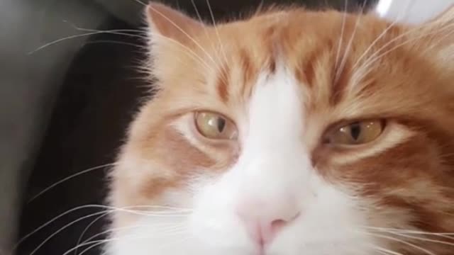 Orange cat blank face camera zooming in