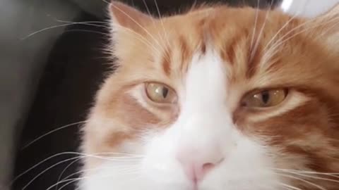 Orange cat blank face camera zooming in