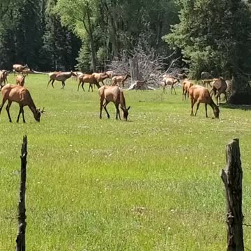 Elk grazing