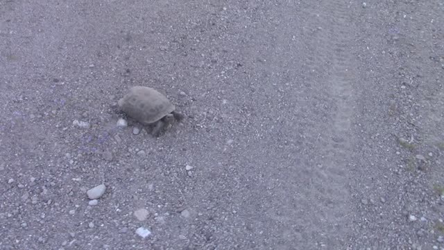Why Did The Tortoise Cross The Road?