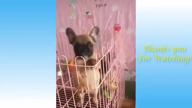 Funny Cute Pets And Animals - Pets Garden