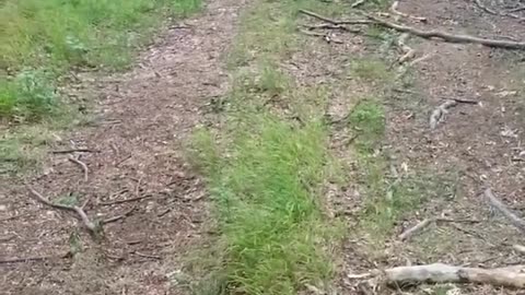 Calling for Dogy Outdoors