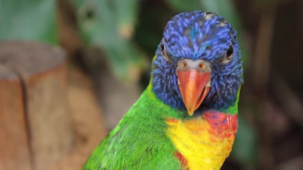 cute Parrot in the jungle