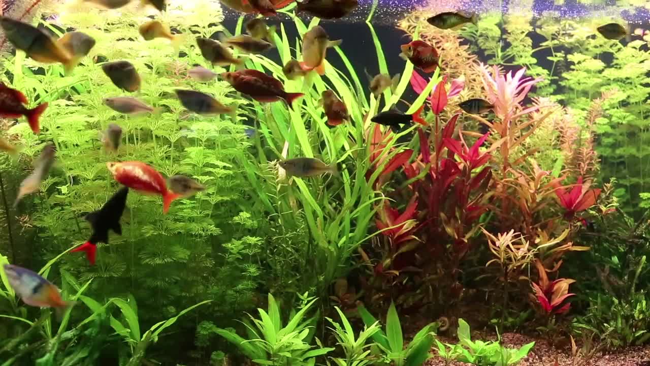 Aquarium fishes and green water plants