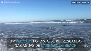 Marsupial pega ondas em praia da Austrália