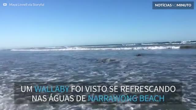 Marsupial pega ondas em praia da Austrália